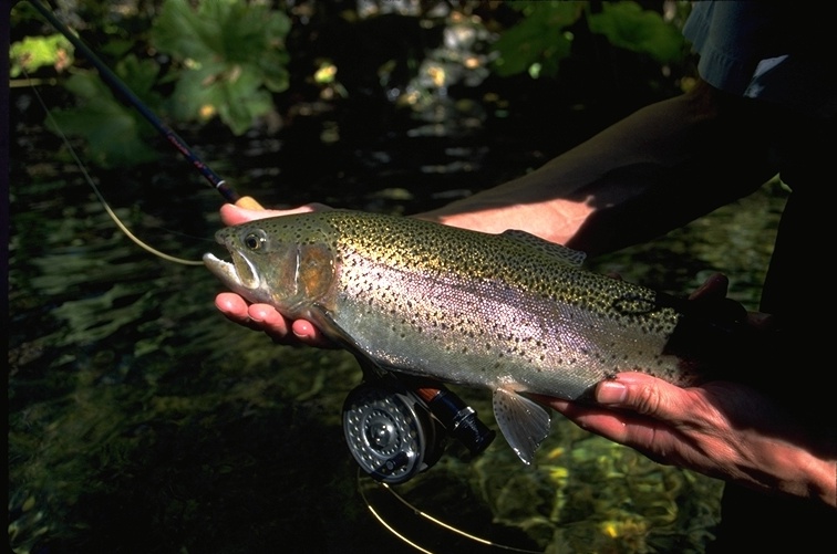 Rainbow Trout