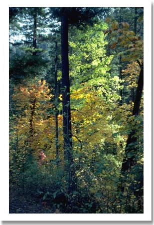 Shasta County Fall Colors
