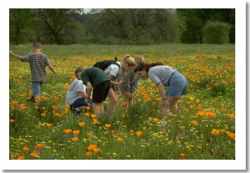 Spring Flowers, Redding California