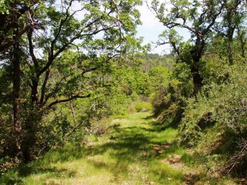 40 acres off the grid, Shingletown, CA