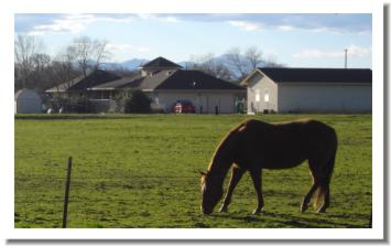 Millville horse in pasture, just outside Redding California