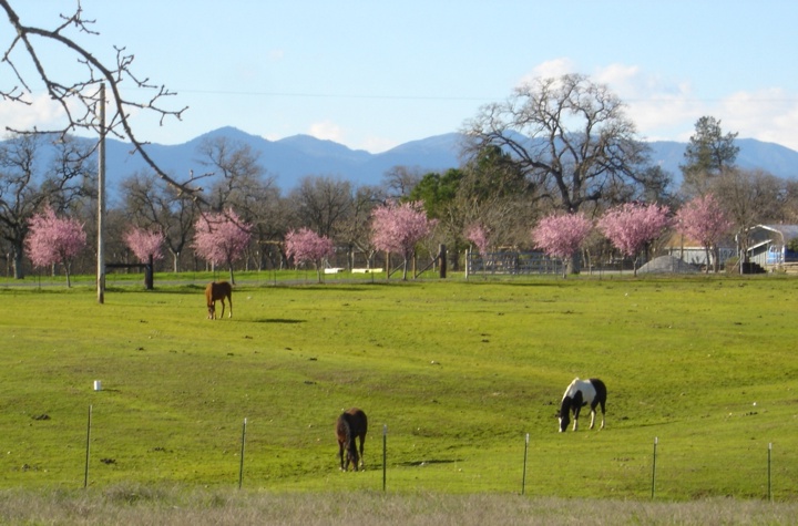 Palo Cedro Horses, just outside Redding California