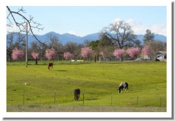 Palo Cedro Horses, just outside Redding California